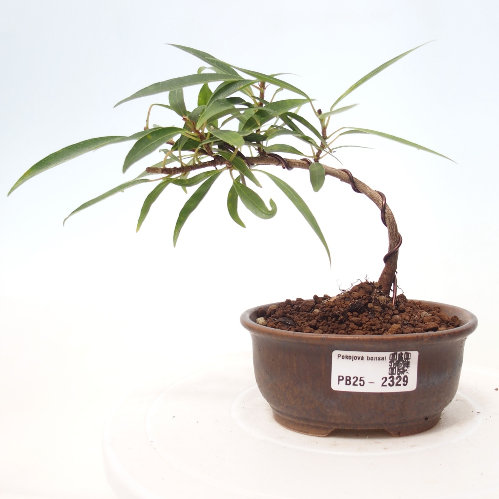 Pokojová bonsai - Ficus nerifolia -  malolistý fíkus