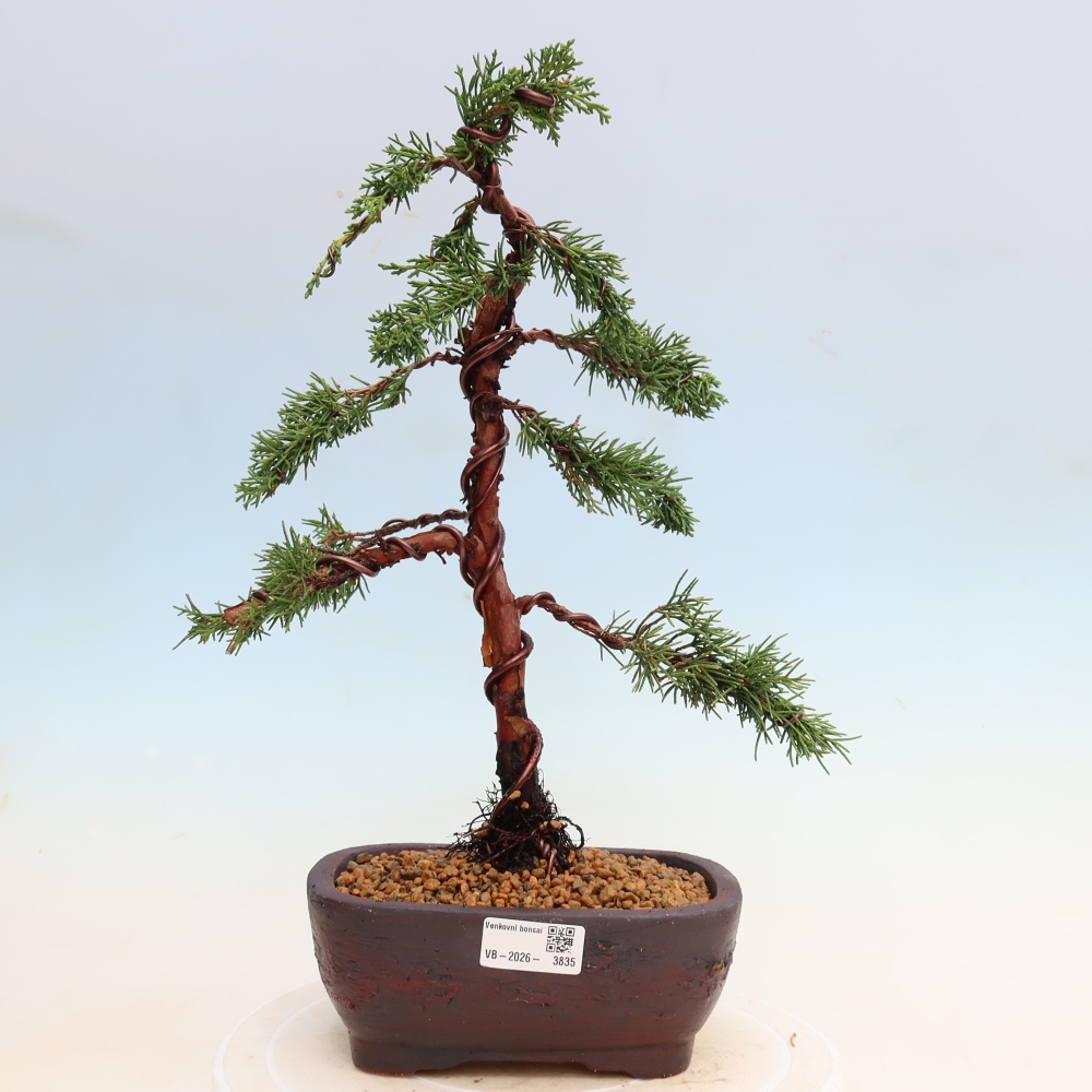 Venkovní bonsai - Juniperus chinensis Kishu -Jalovec čínský