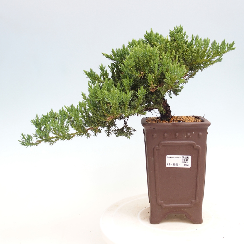 Venkovní bonsai - Juniperus procumbens - Jalovec polehavý
