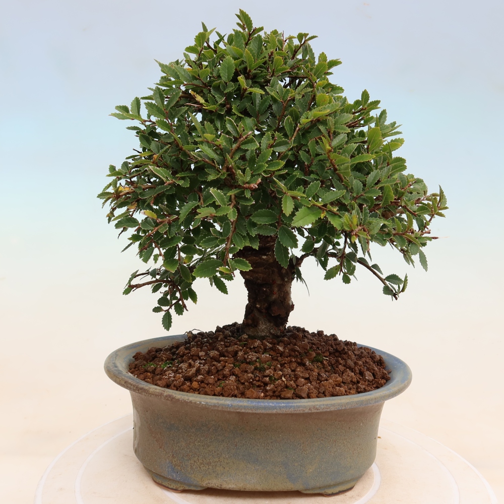 Venkovní bonsai - Zelkova - Zelkova NIRE