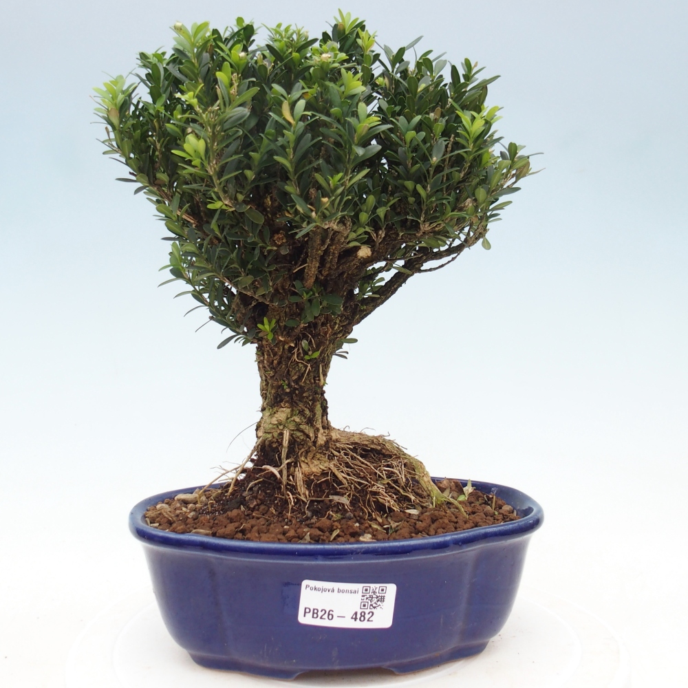 Pokojová bonsai - Buxus harlandii - korkový buxus