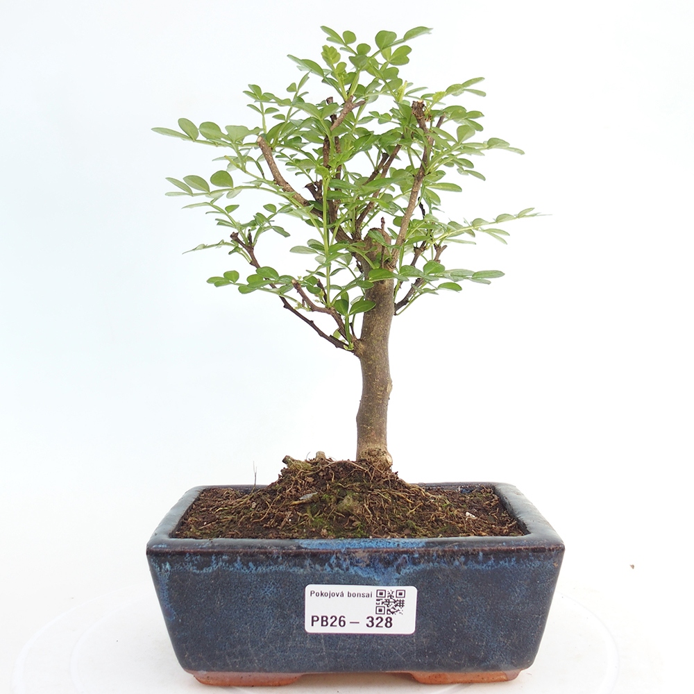 Pokojová bonsai - Zantoxylum piperitum - pepřovník