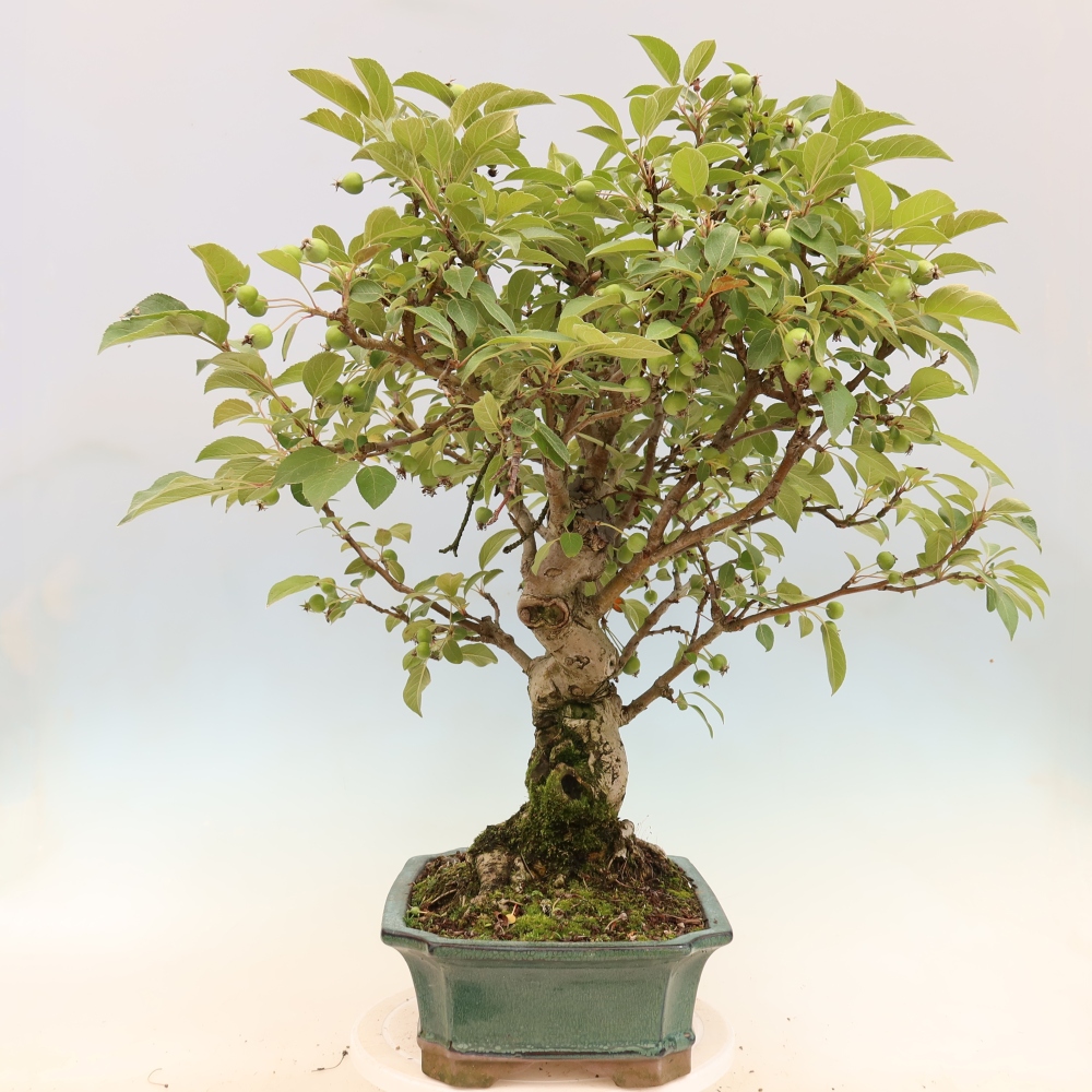 Venkovní bonsai -Malus halliana - Maloplodá jabloň
