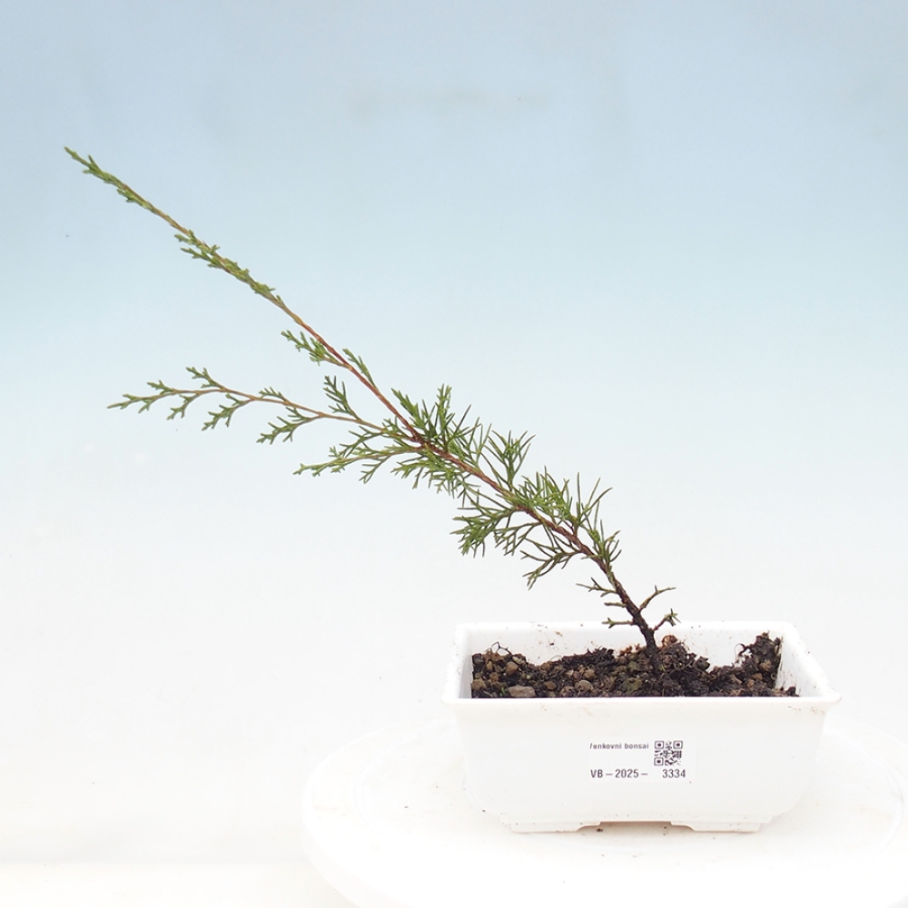 Venkovní bonsai - Juniperus chinensis Itoigawa -Jalovec čínský