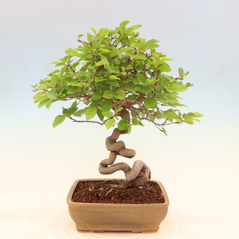 Venkovní bonsai -Carpinus coreana - Habr korejský