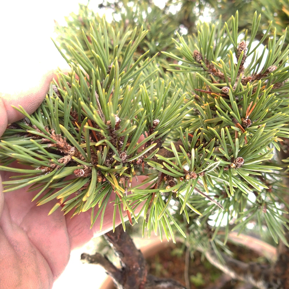 Yamadori - Pinus sylvestris Španělsko