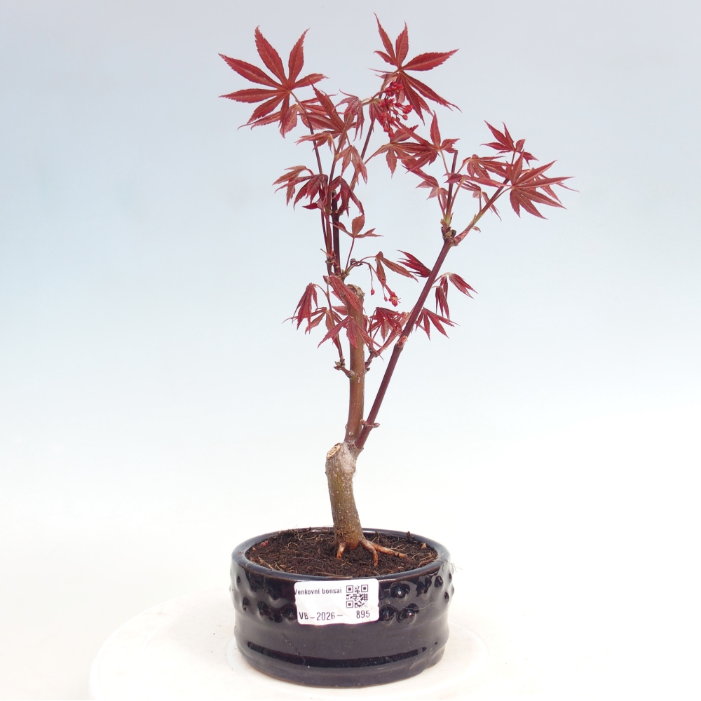 Venkovní bonsai - Acer palm. Atropurpureum-Javor dlanitolistý