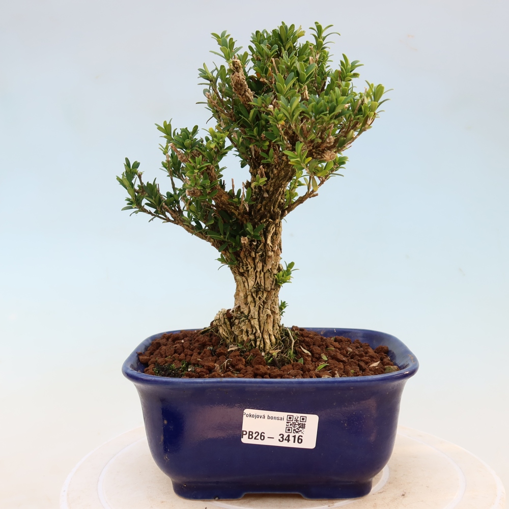 Pokojová bonsai - Buxus harlandii -korkový buxus