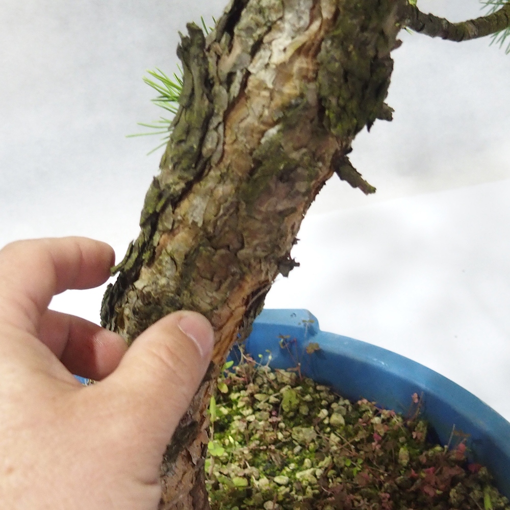 Yamadori - Pinus sylvestris 