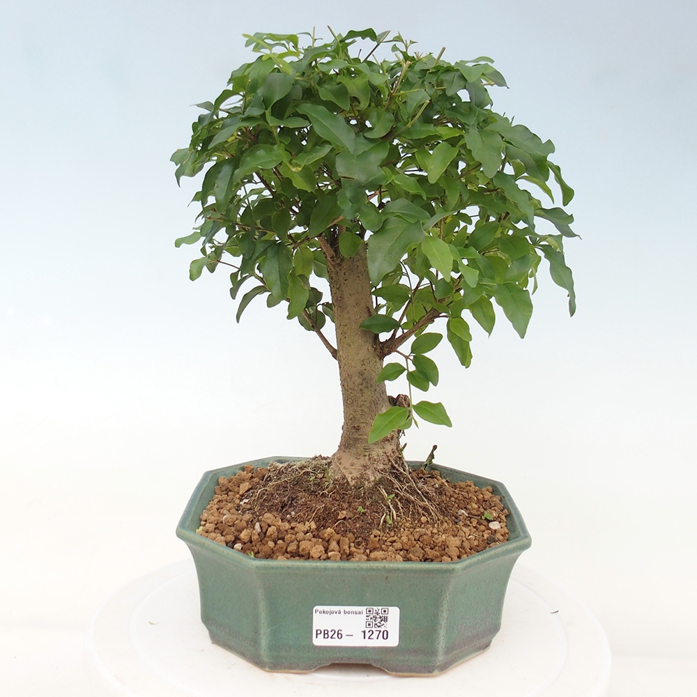 Pokojová bonsai -Ligustrum chinensis - Ptačí zob