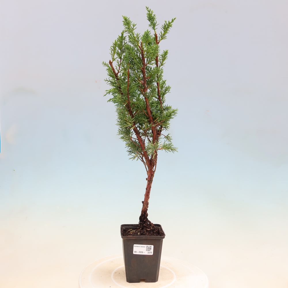 Venkovní bonsai - Juniperus chinensis Kishu -Jalovec čínský