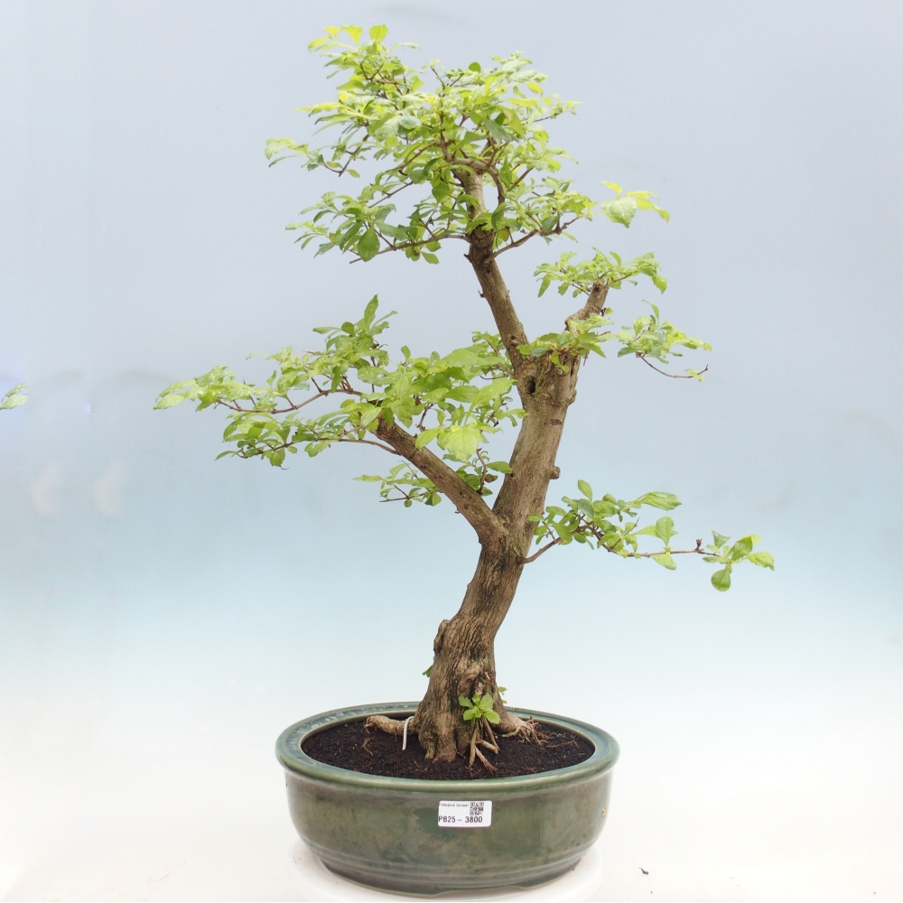 Pokojová bonsai - Duranta erecta Aurea - POUZE OSOBNÍ ODBĚR nebo paletová přeprava