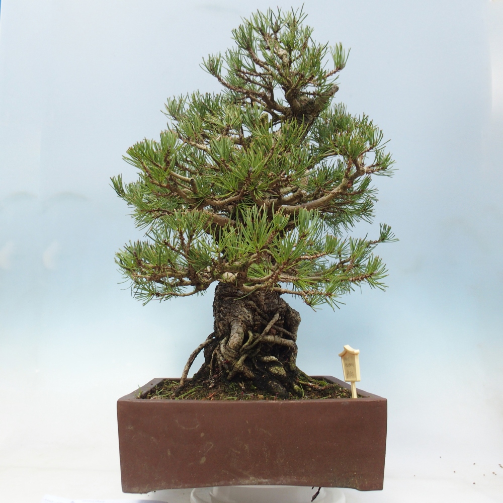 Venkovní bonsai - Pinus sylvestris - Borovice lesní