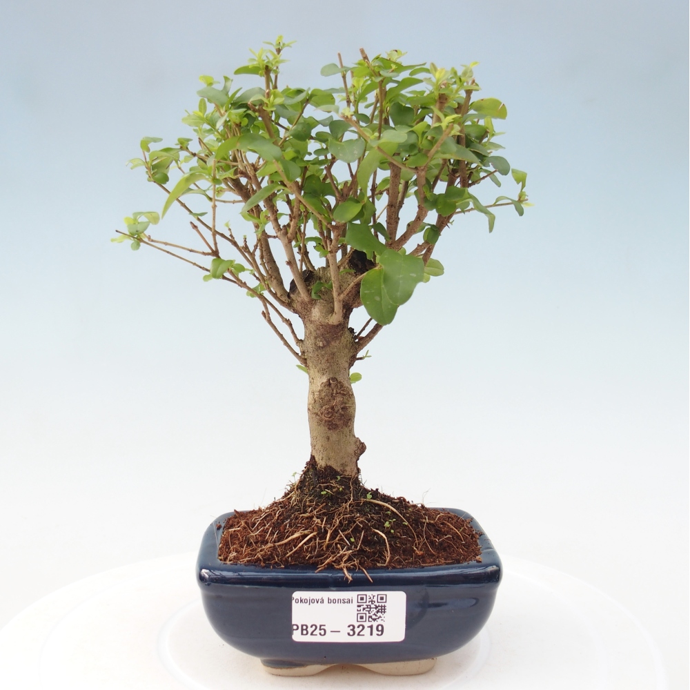 Pokojová bonsai -Ligustrum chinensis - Ptačí zob
