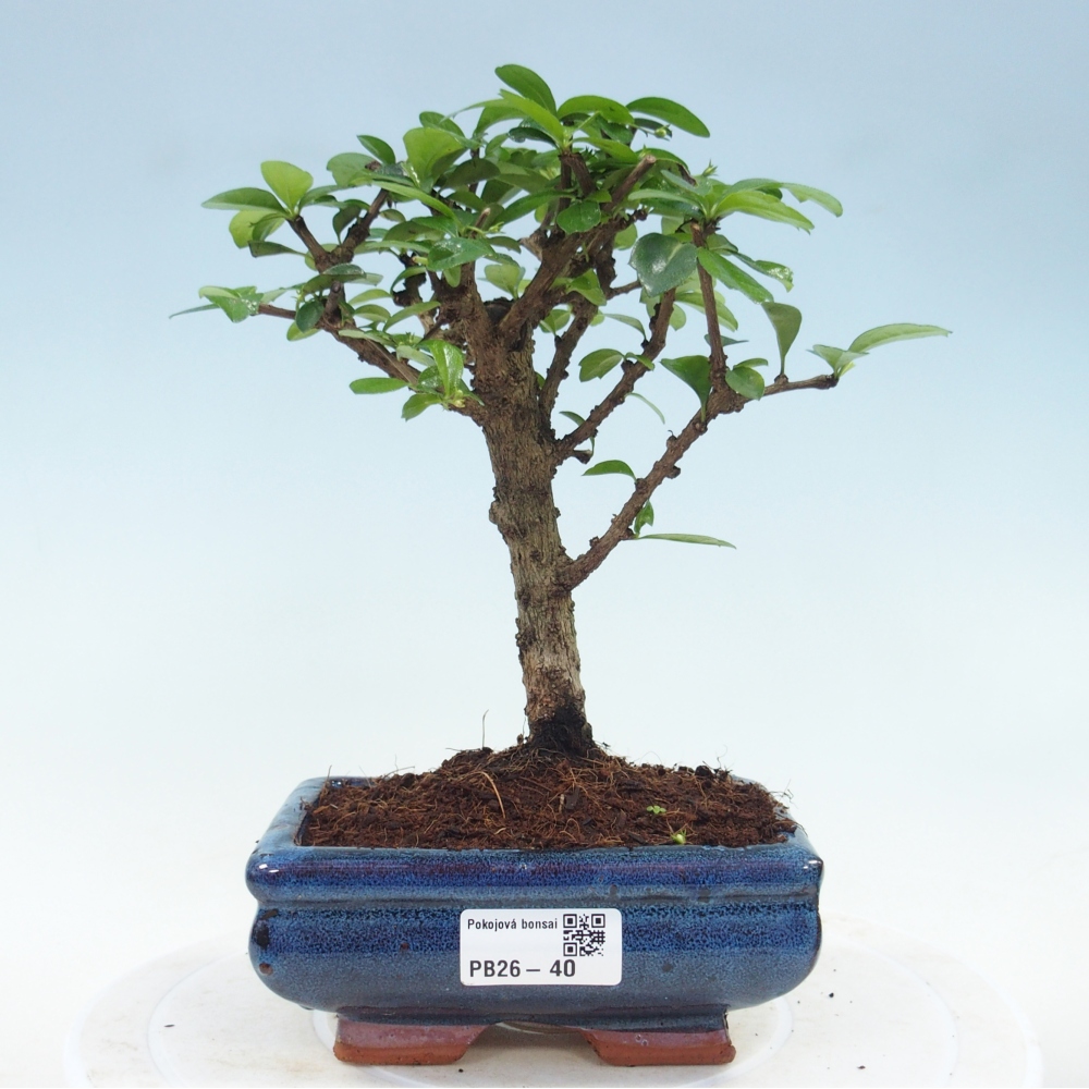 Pokojová bonsai - Carmona macrophylla - Čaj fuki