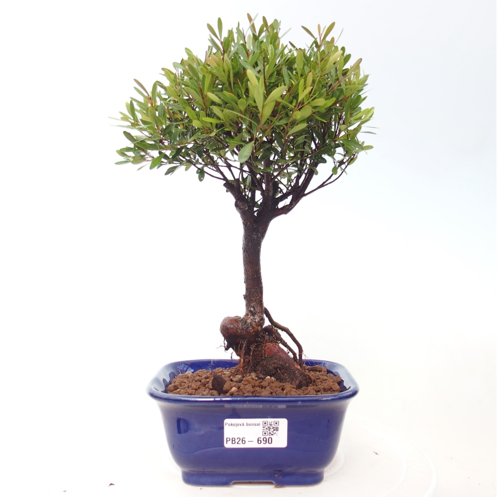 Pokojová bonsai - Syzygium - Pimentovník