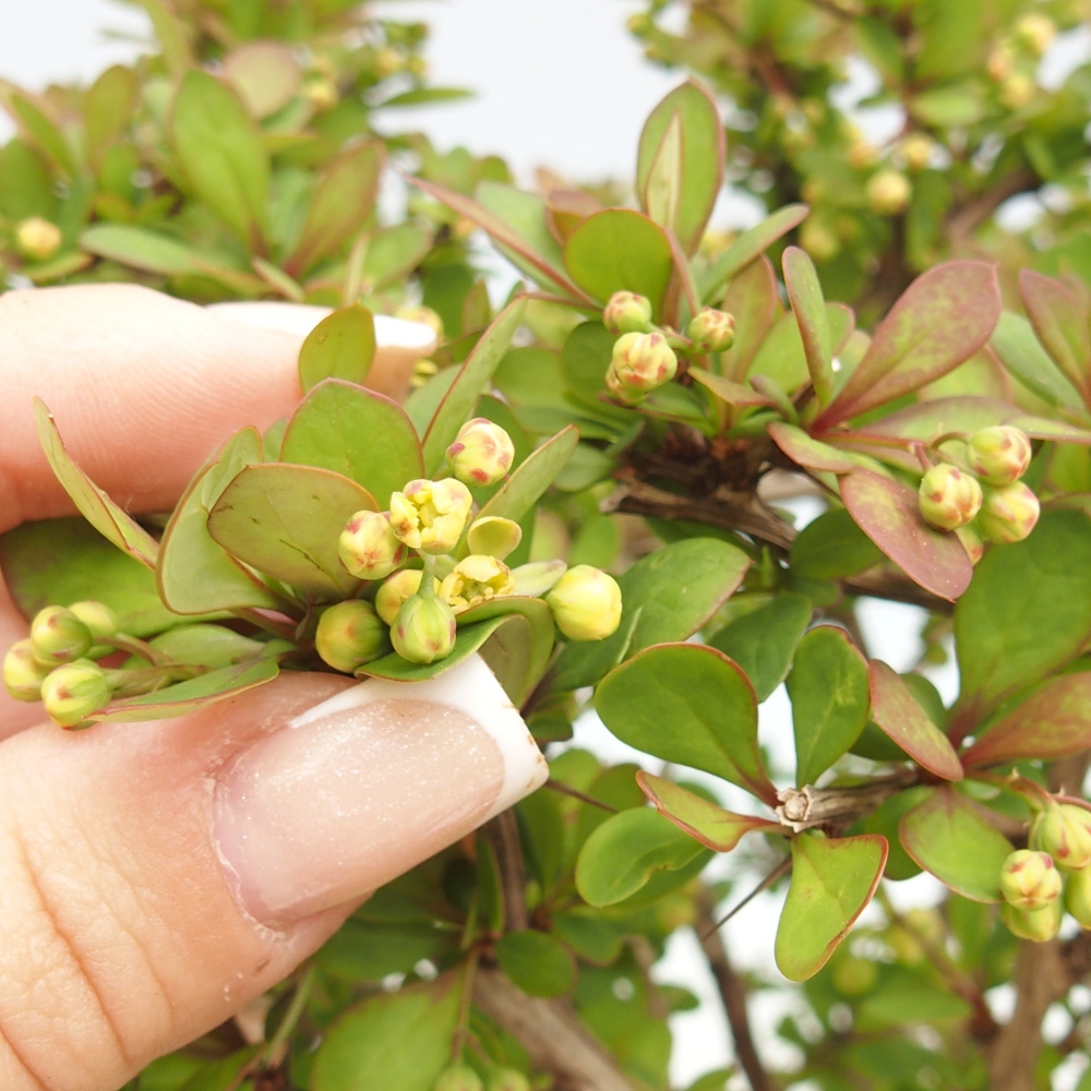Venkovní bonsai - Berberis coreana - Dřištál korejský