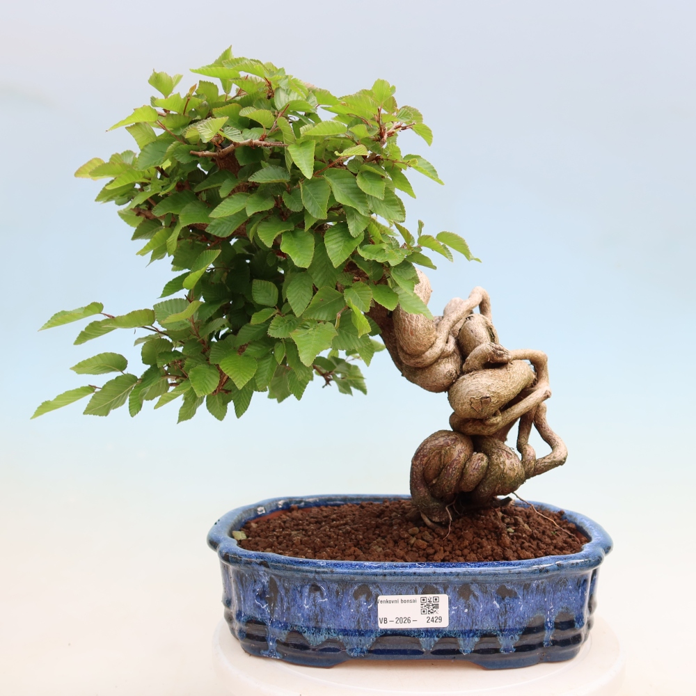 Venkovní bonsai -Carpinus Coreana - Habr korejský