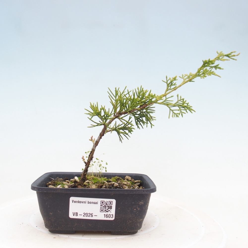 Venkovní bonsai - Juniperus chinensis Itoigawa -Jalovec čínský