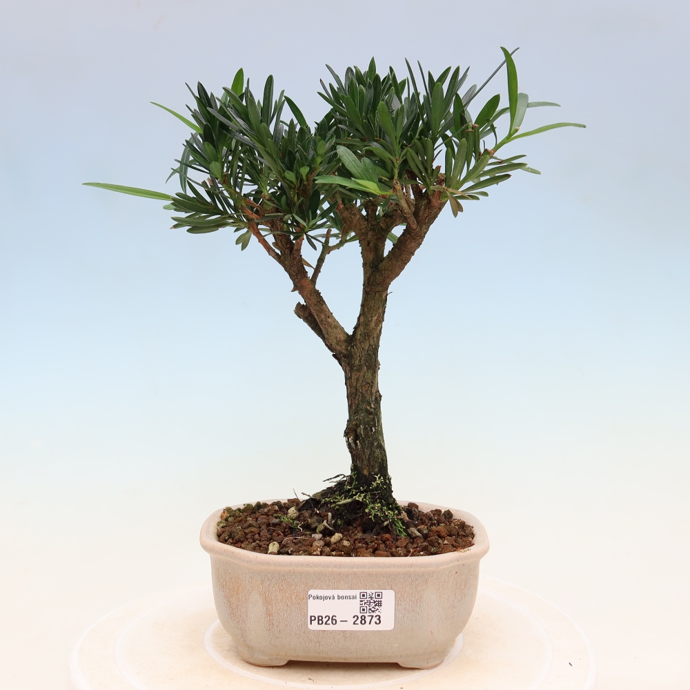 Pokojová bonsai - Podocarpus - Kamenný tis