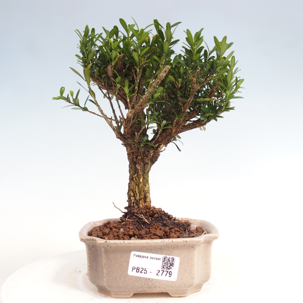 Pokojová bonsai - Buxus harlandii -korkový buxus