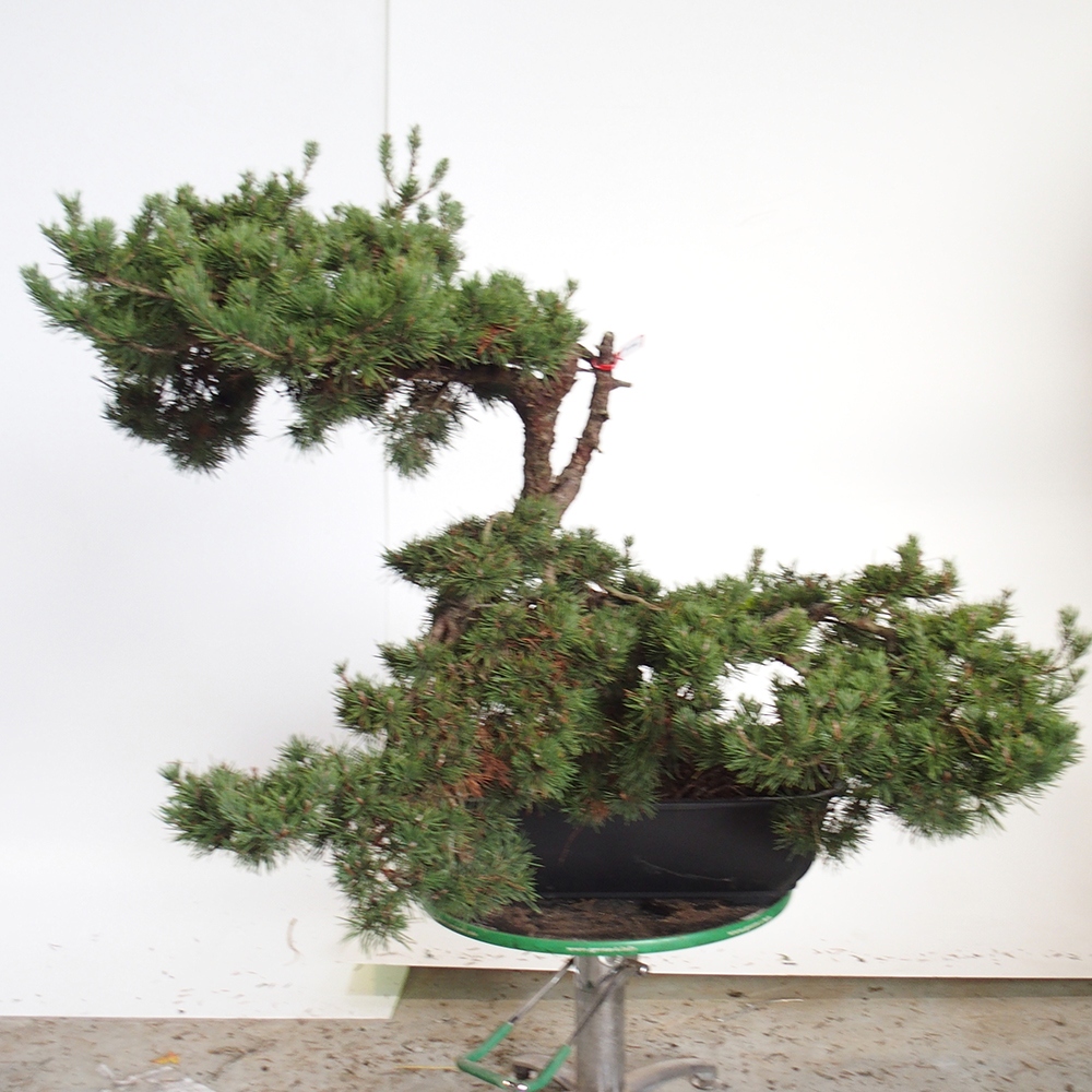 Yamadori - Pinus sylvestris - Borovice lesní - Španělsko