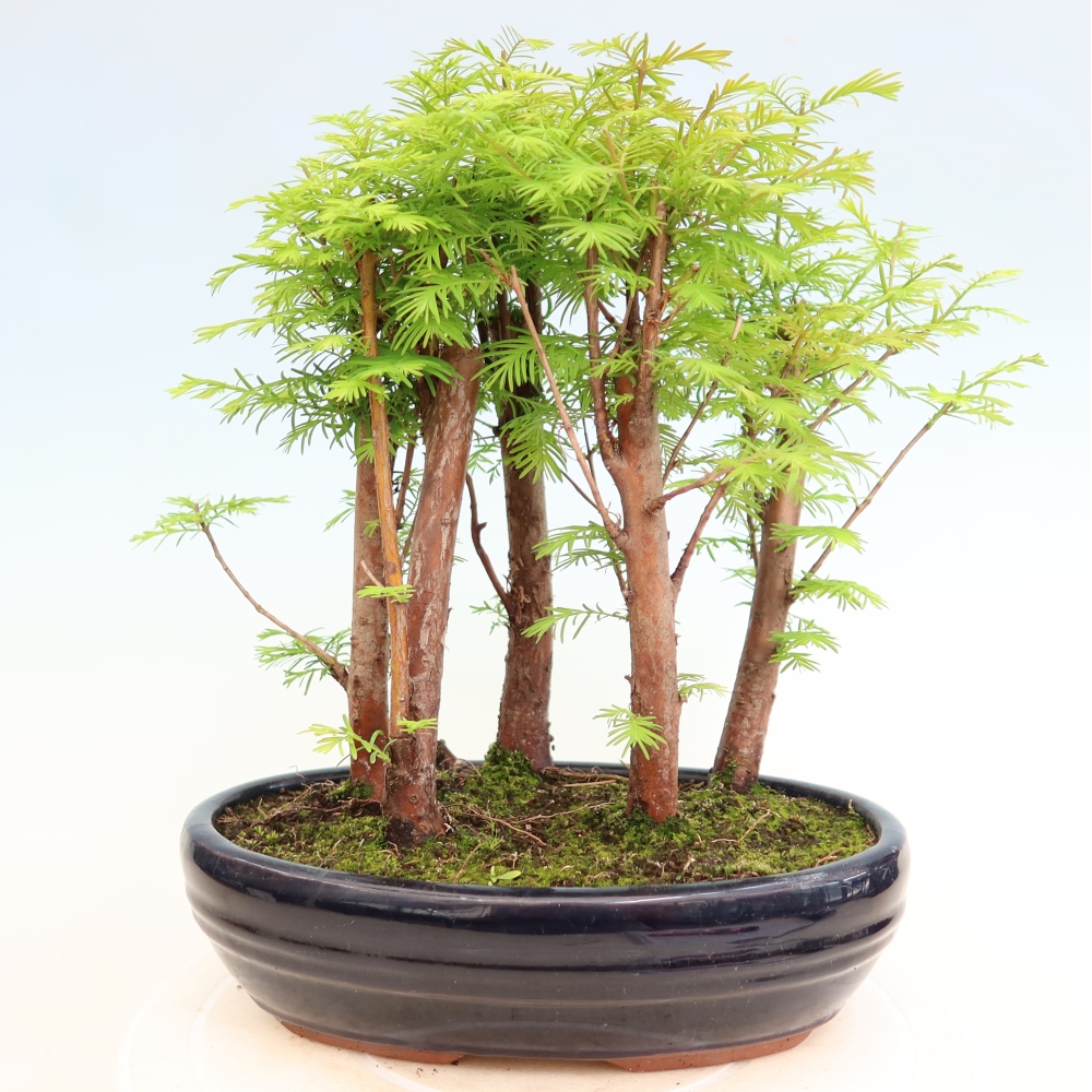 Venkovní bonsai - Metasequoia glyptostroboides - Metasekvoje čínská - lesík