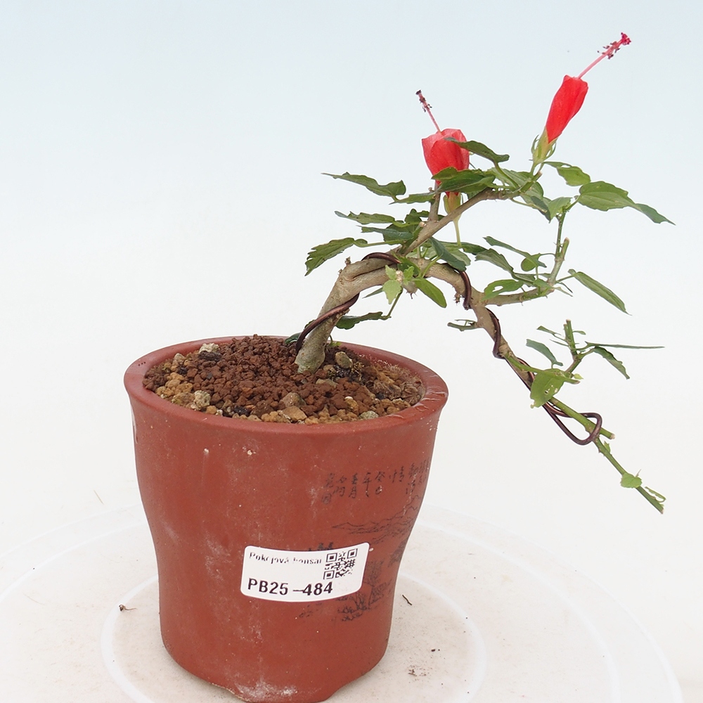 Pokojová bonsai - Malvaviscus arboreus - ibiškovec dřevnatý