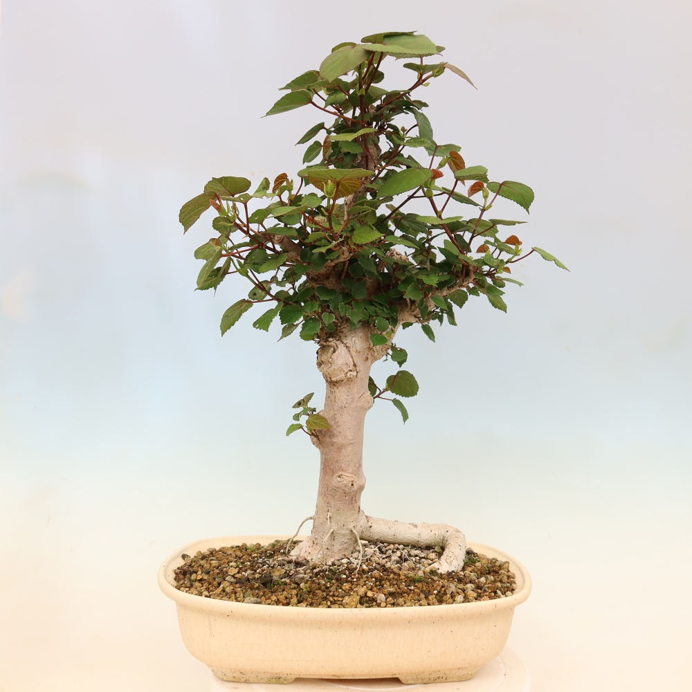 Pokojová bonsai - Hibiscus tiliaceus - Ibišek lípovitý, morský