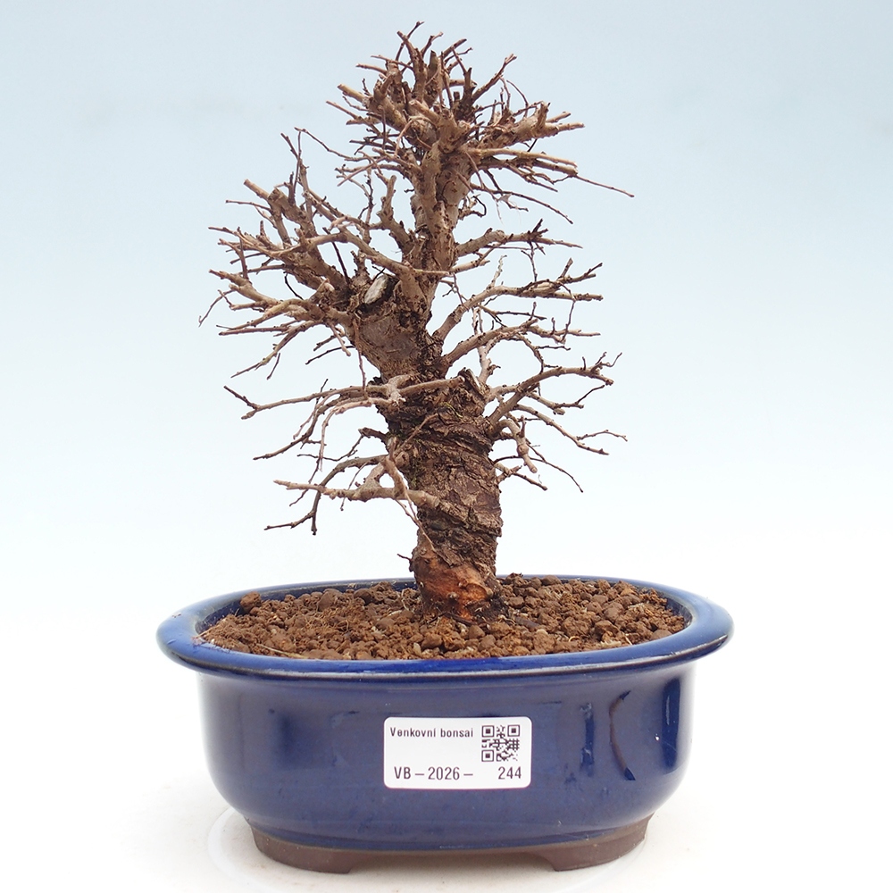 Venkovní bonsai - Zelkova - Zelkova NIRE