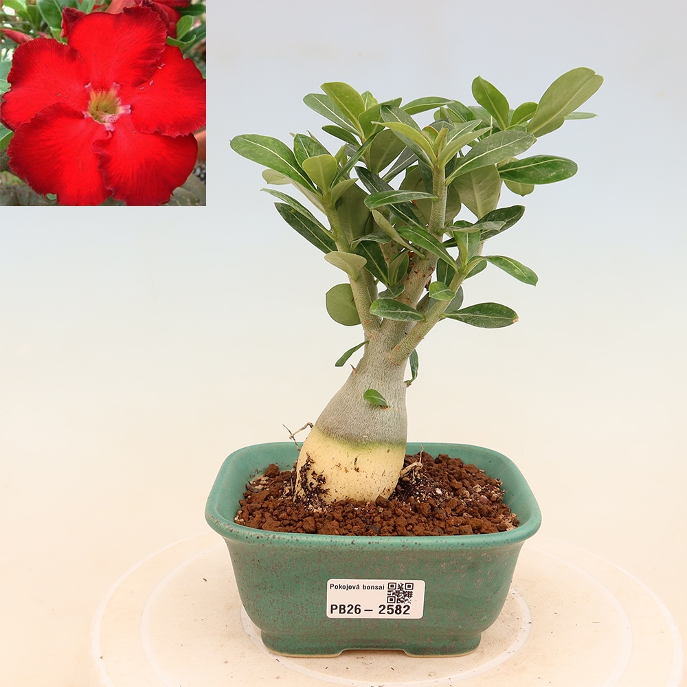 Pokojová bonsai - Adenium obesum Red Star - Pouštní růže