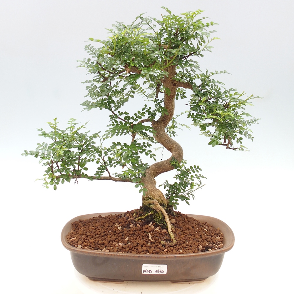 Pokojová bonsai - Zantoxylum piperitum - pepřovník