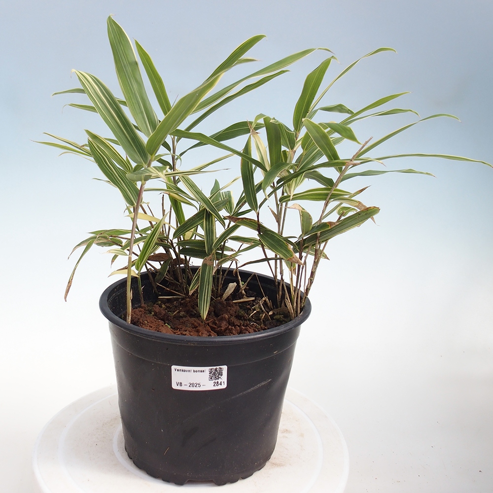 Venkovní bonsai - Sasaella masamuneana Albostriata - Bambus panašovaný