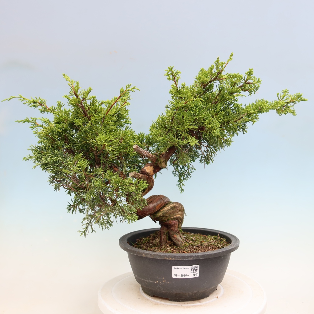 Venkovní bonsai - Juniperus chinensis Itoigawa-Jalovec čínský