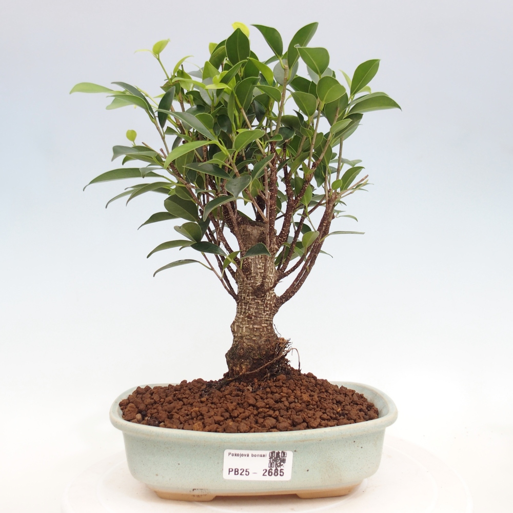 Pokojová bonsai - Ficus retusa -  malolistý fíkus