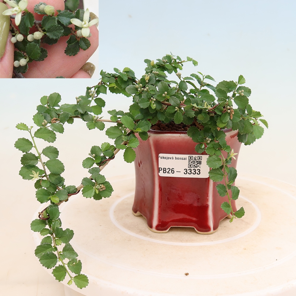 Pokojová bonsai - Grewia sp. - Grewie malolistá