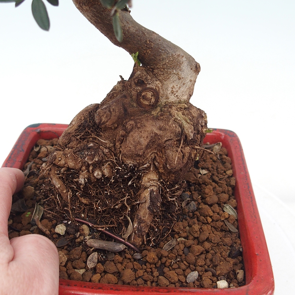 Pokojová bonsai - Olea europaea sylvestris -Oliva evropská drobnolistá