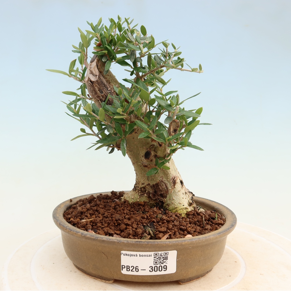 Pokojová bonsai - Olea europaea sylvestris -Oliva evropská drobnolistá
