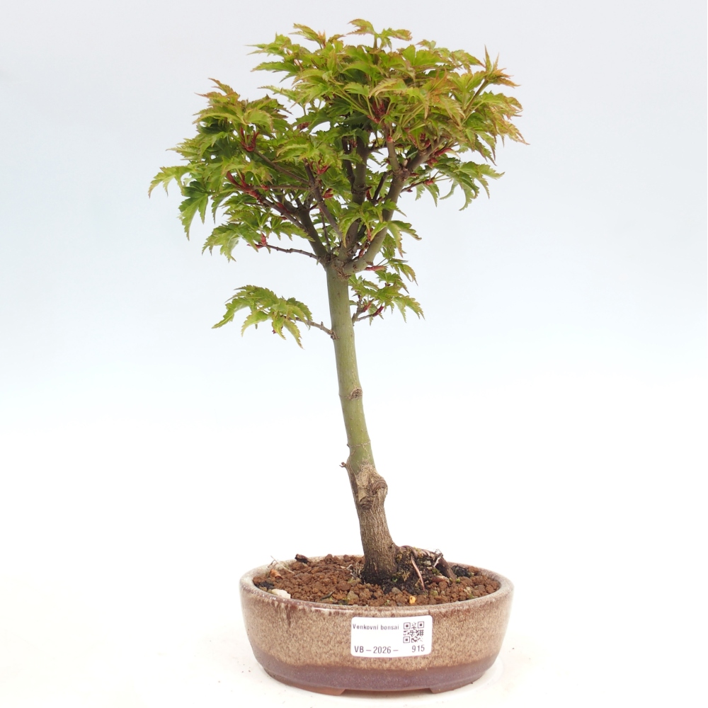 Venkovní bonsai -Javor dlanitolistý Acer palmatum Shishigashira