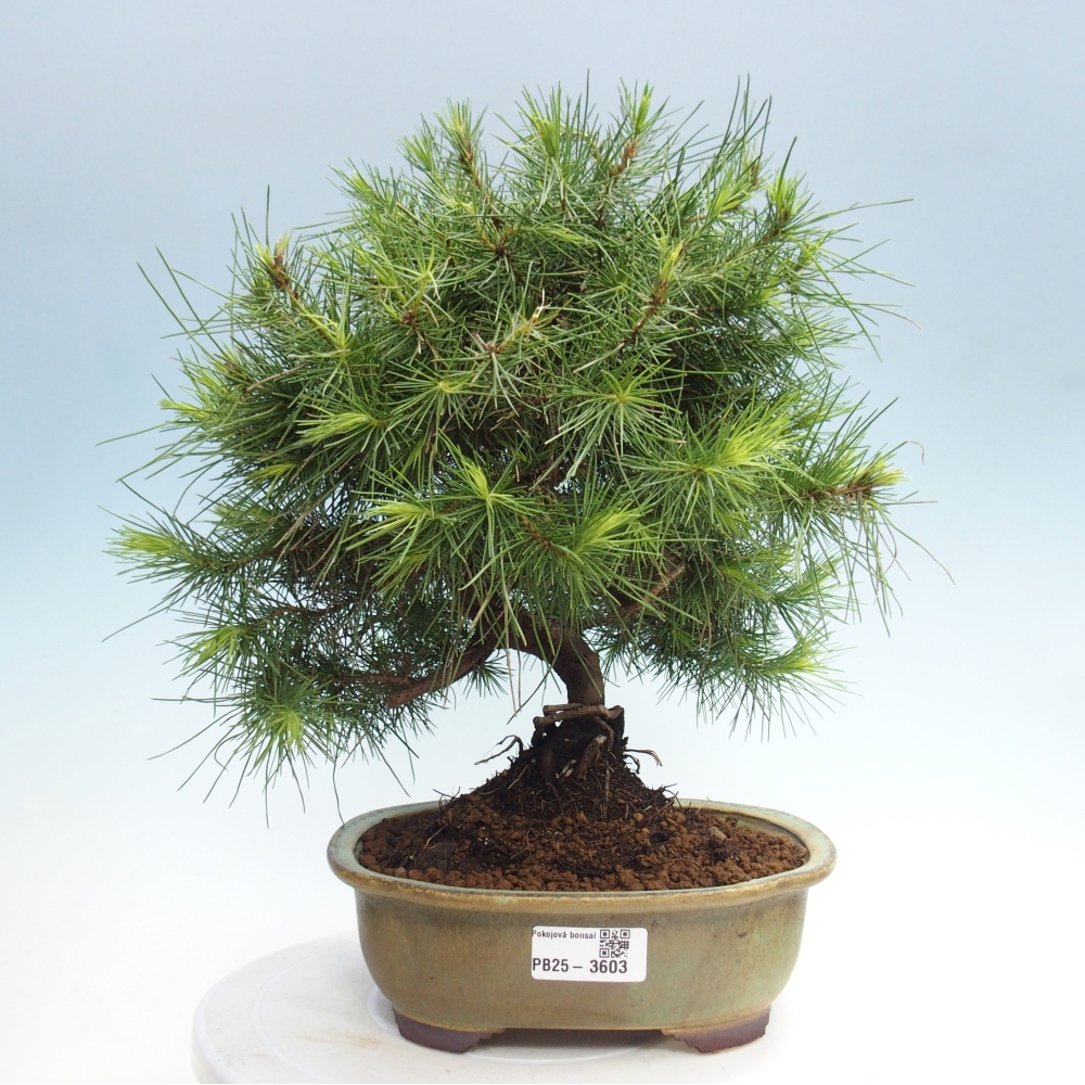 Pokojová bonsai-Pinus halepensis-Borovice alepská