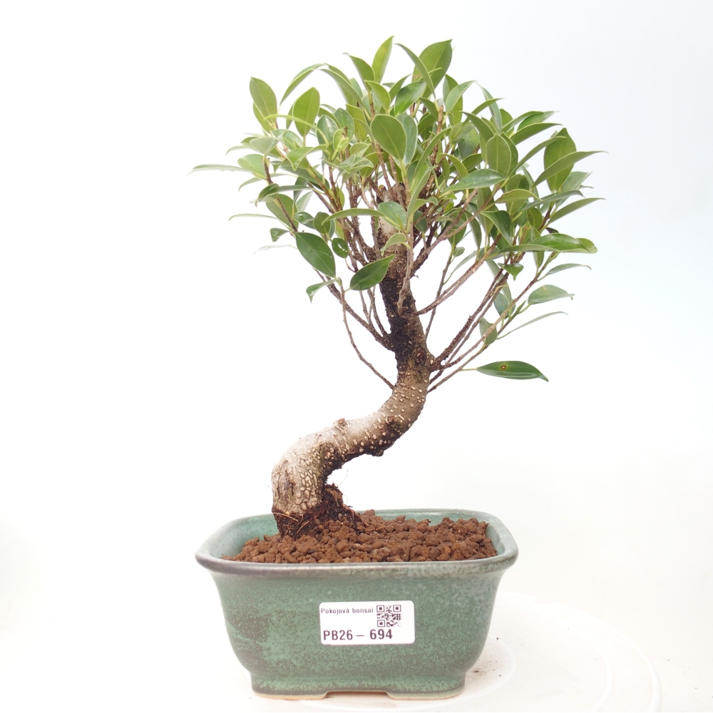 Pokojová bonsai - Ficus retusa -  malolistý fíkus