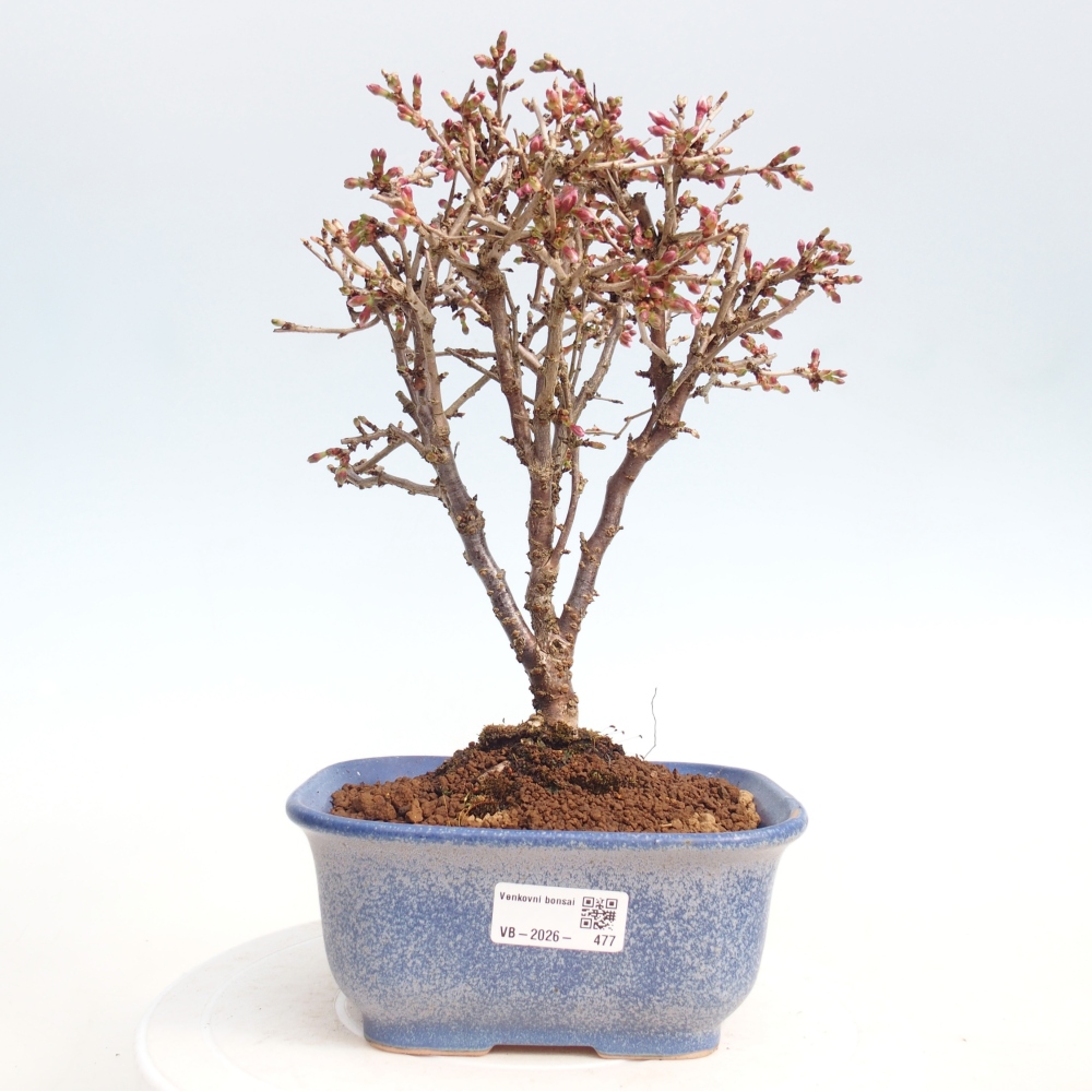 Venkovní bonsai - Prunus incisa Kojou-no mai-Slivoň vyříznutá