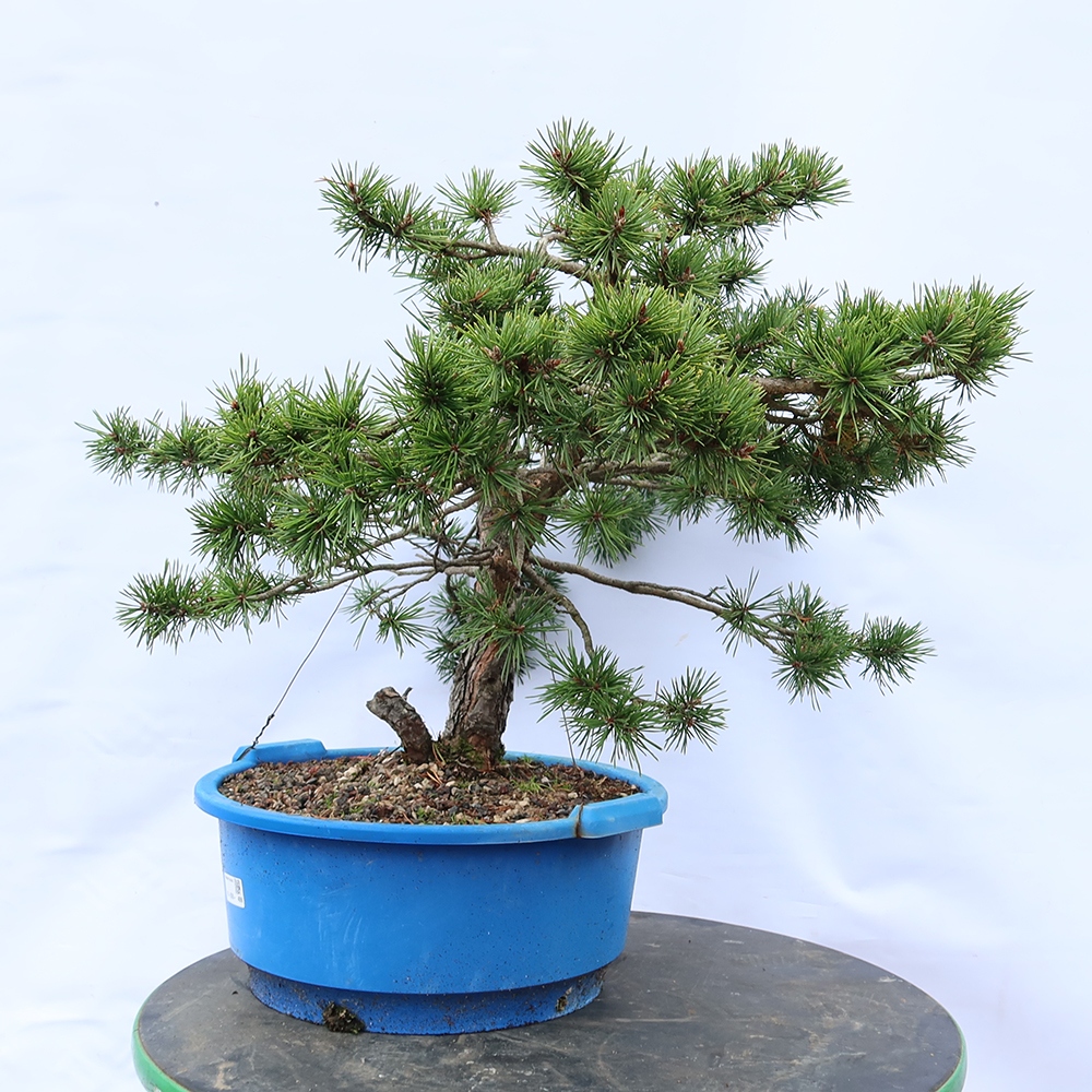 Pinus sylvestris Španělsko - borovice lesní