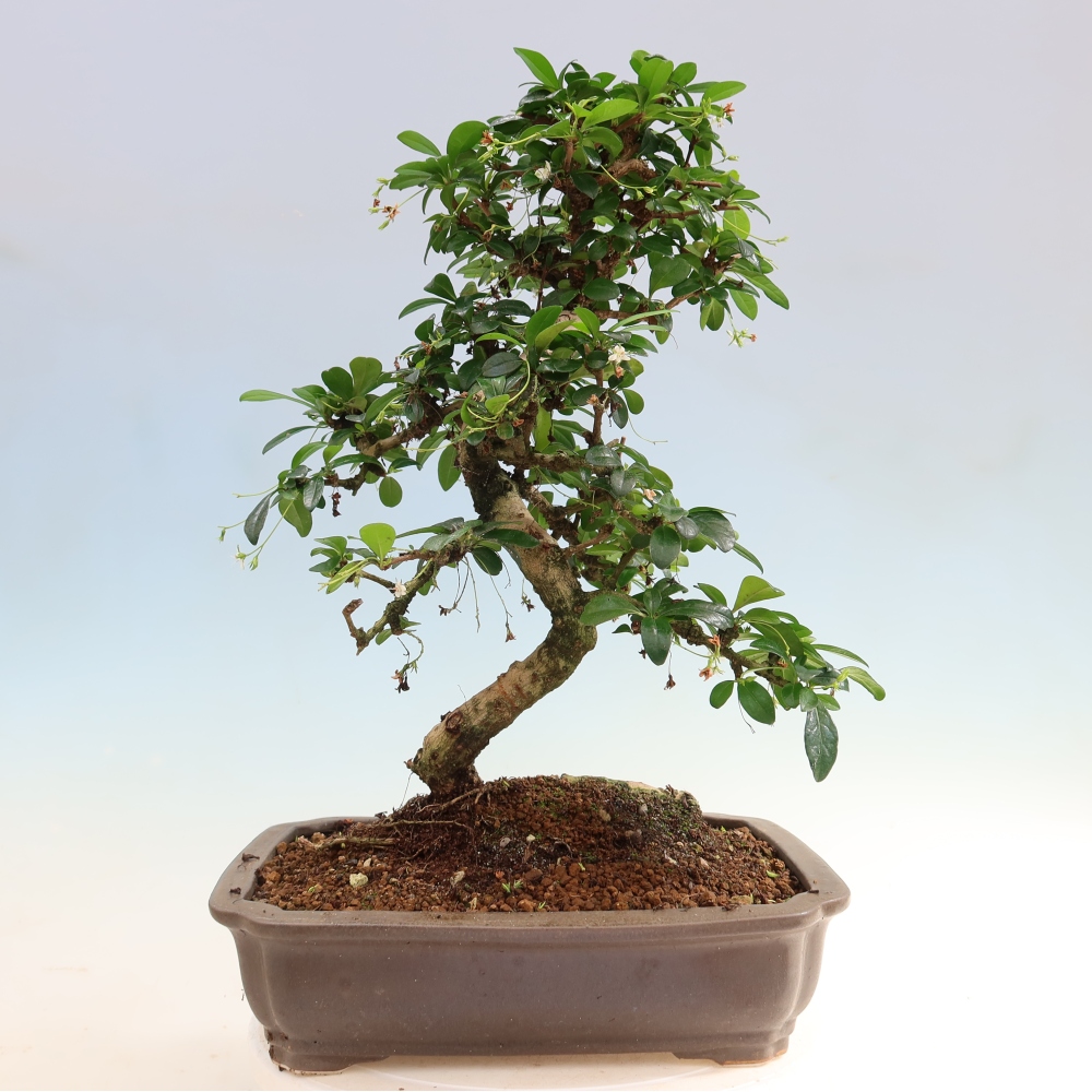 Pokojová bonsai - Carmona macrophylla - Čaj fuki