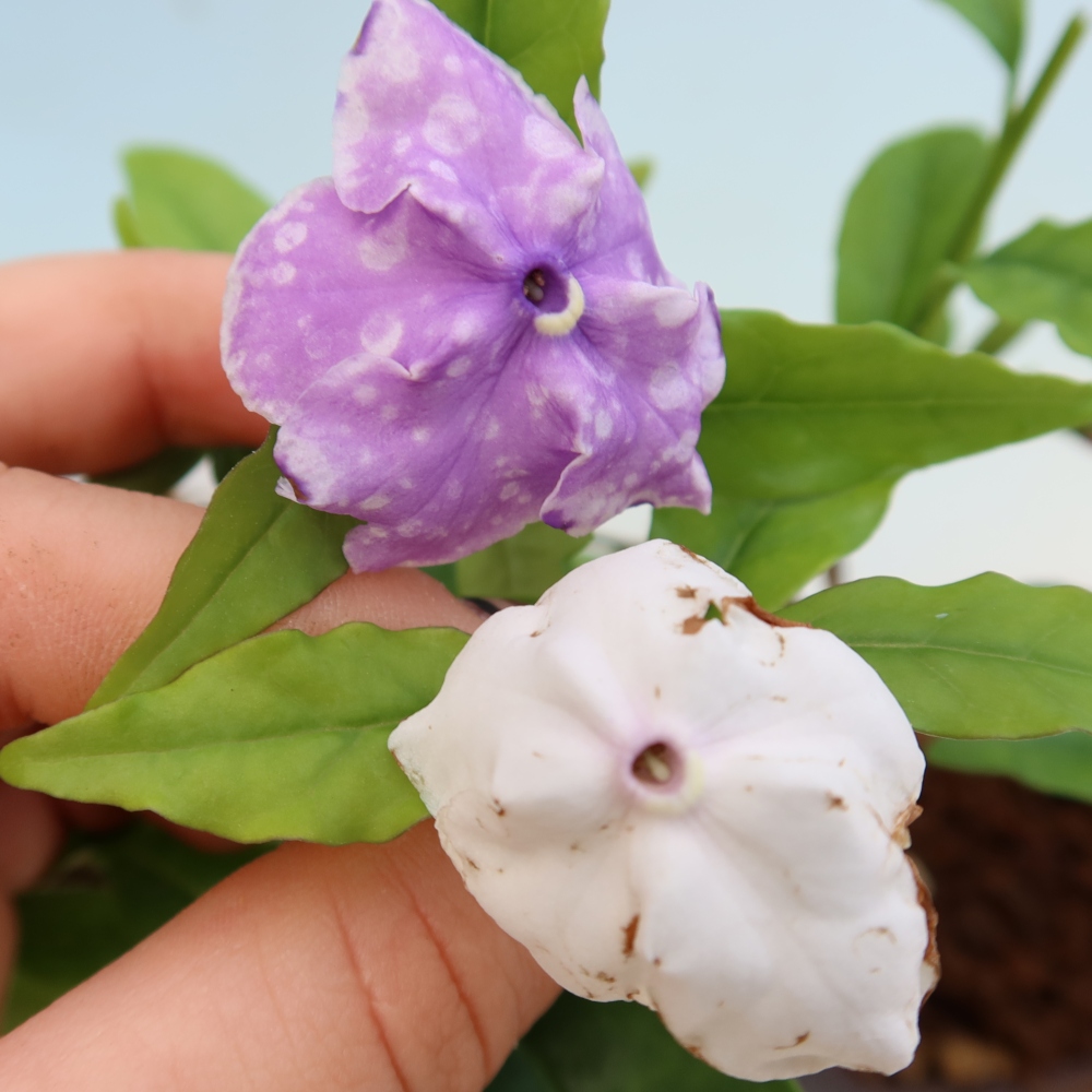 Pokojová bonsai - Tanaman melati costa - Brunfelsia
