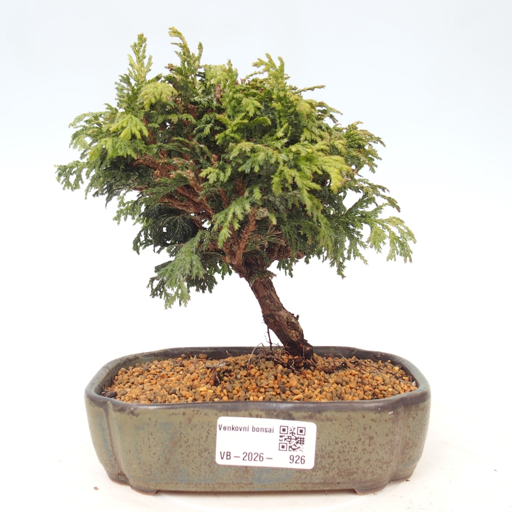 Venkovní bonsai - Cham.pis Parslori - Cypřišek