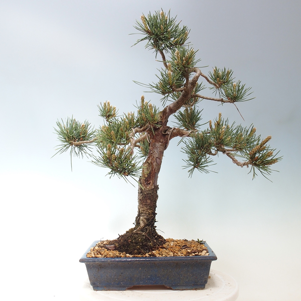 Venkovní bonsai - Pinus Sylvestris Watererri - Borovice lesní