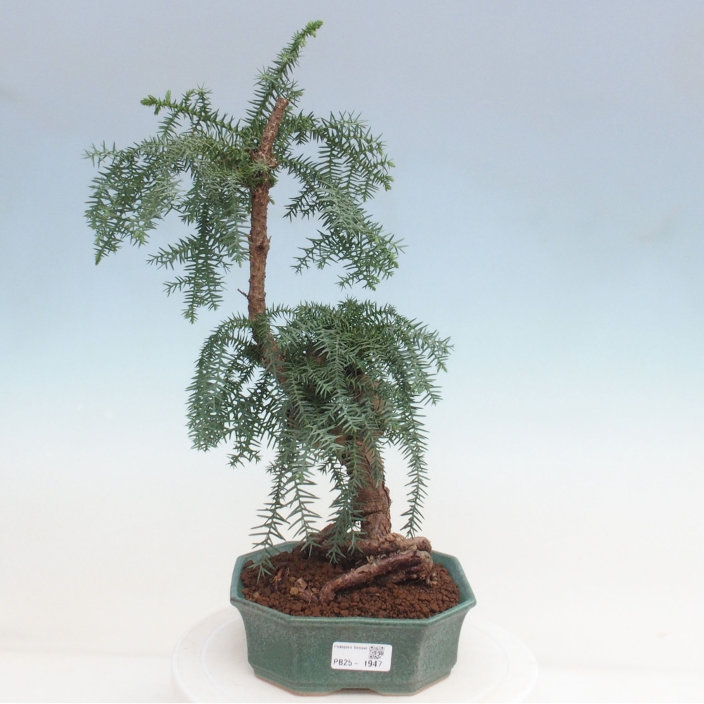 Pokojová bonsai - Araukarie - pokojový smrček