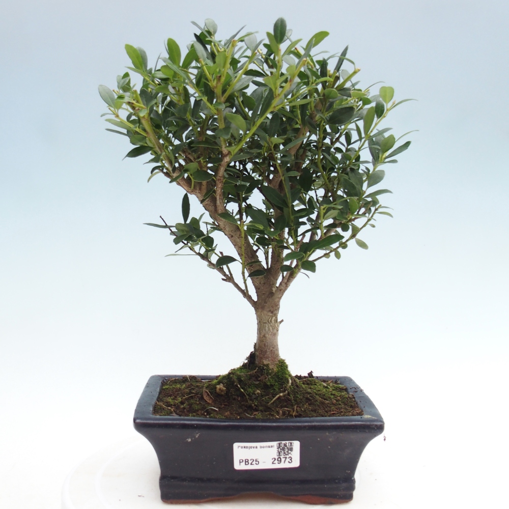 Pokojová bonsai - Ilex crenata - Cesmína