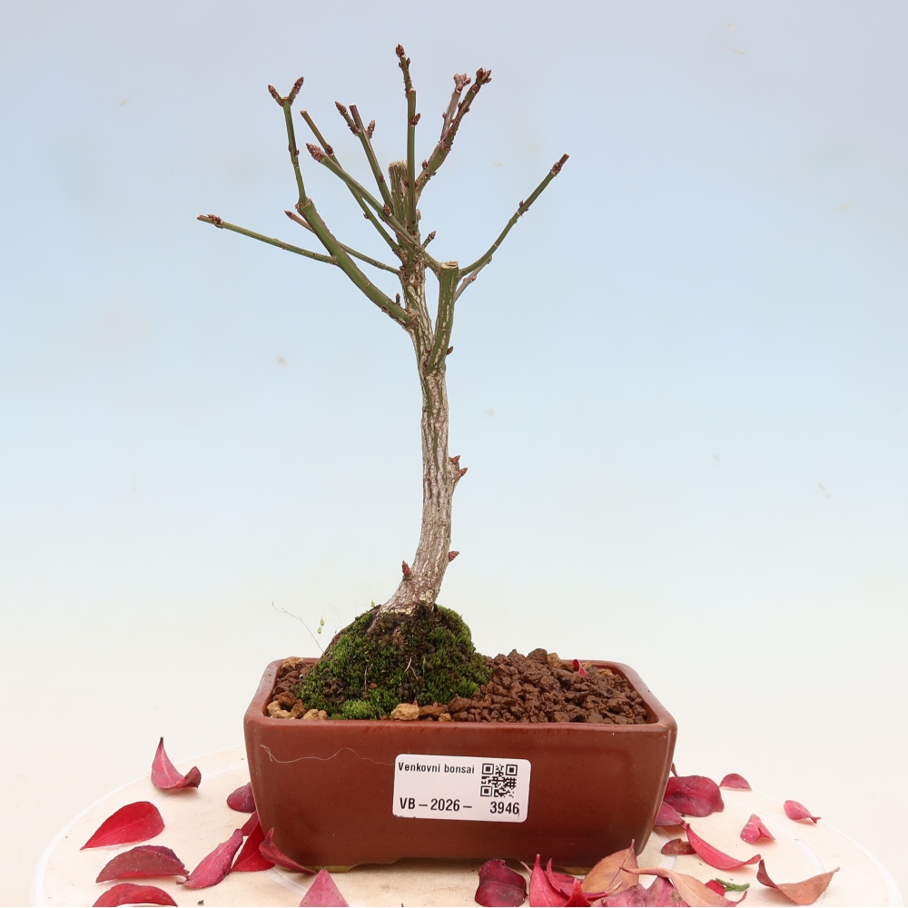 Venkovní bonsai -  Euonymus alatus comactus  - brslen křídlatý